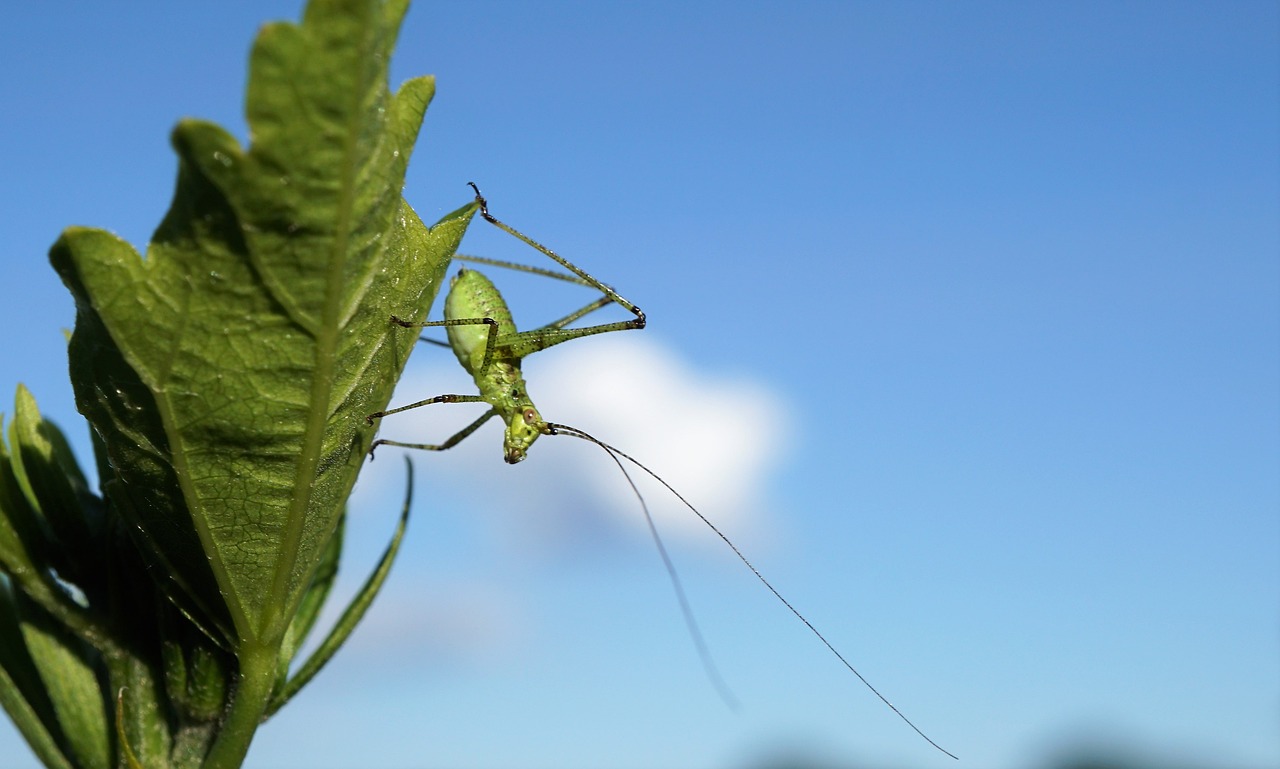 Understanding the Intrinsic Value of Biodiversity